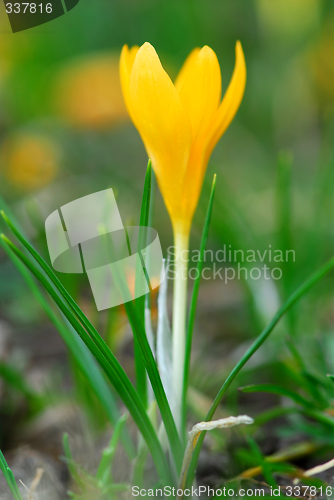 Image of Crocus