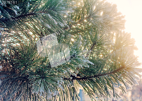 Image of Pine branch, covered with snow.