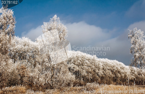 Image of Winter landscape: trees in the frost.