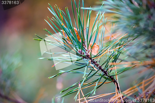 Image of Yellow autumn leaves of an oak and branch of a pine.