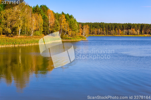 Image of The autumn wood on the bank of the big beautiful lake