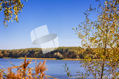 Image of The autumn wood on the bank of the big beautiful lake