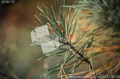 Image of Yellow autumn leaves of an oak and branch of a pine.