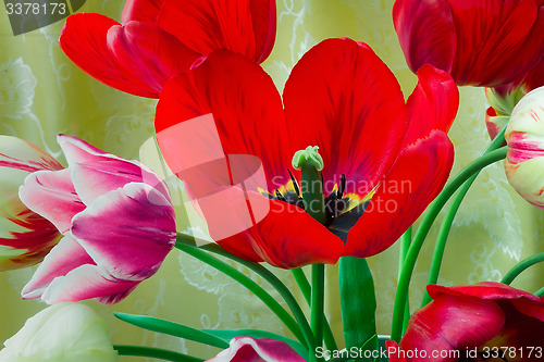 Image of Bright red tulip against yellow silk