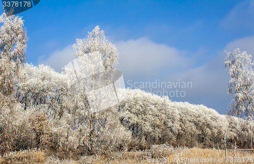 Image of Winter landscape: trees in the frost.