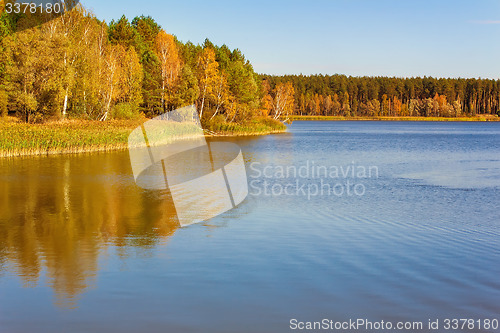 Image of The autumn wood on the bank of the big beautiful lake