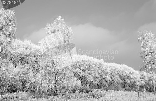 Image of Winter landscape: trees in the frost.