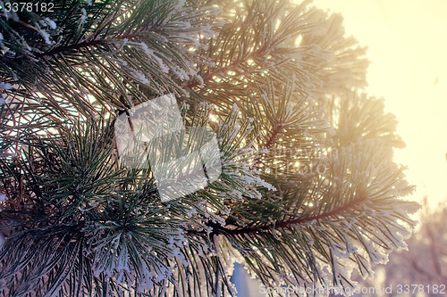 Image of Pine branch, covered with snow.