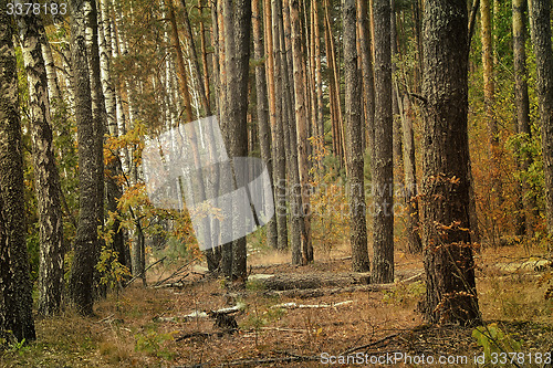 Image of Forest landscape in the early autumn.