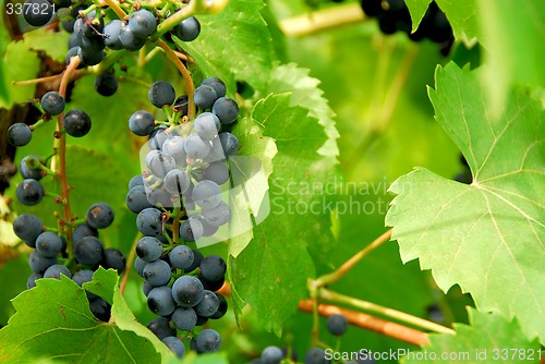 Image of Grapes