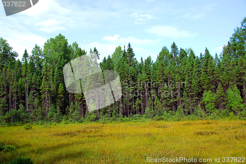 Image of Forest and meadow