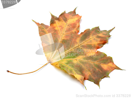 Image of Multicolor autumnal maple-leaf on white background