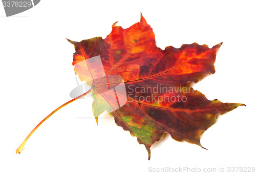 Image of Multicolor autumn maple leaf on white background