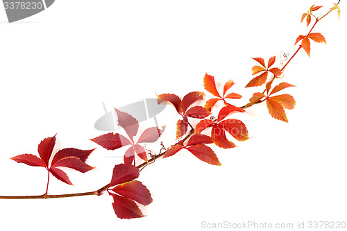 Image of Twig of autumnal grapes leaves