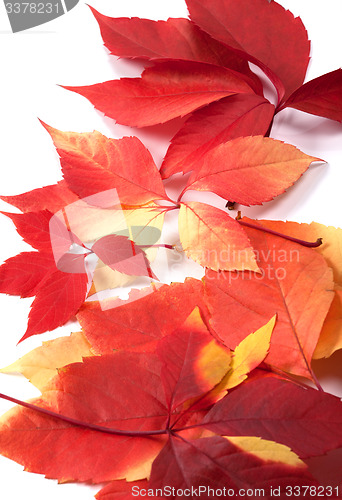 Image of Background of autumn leafs (Virginia creeper leaves)