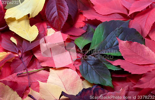Image of Background of multicolor autumn virginia creeper leaves