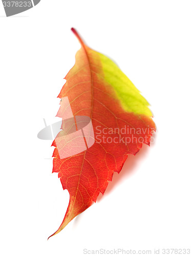 Image of Multicolor autumn leaf from parthenocissus quinquefolia foliage