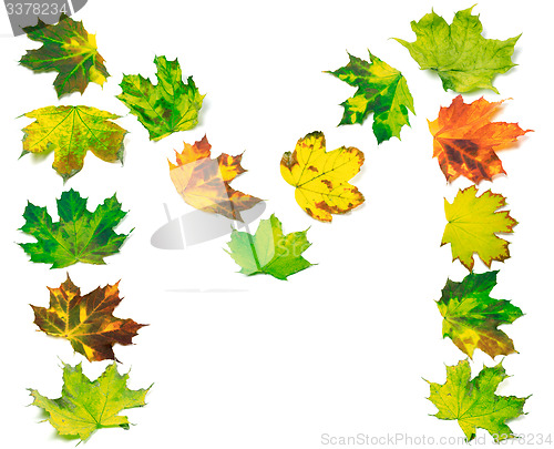 Image of Letter M composed of multicolor maple leafs