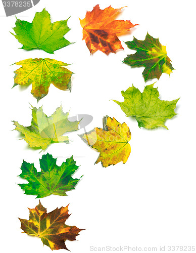 Image of Letter P composed of multicolor maple leafs