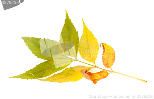 Image of Yellowed autumnal ash-tree leaves