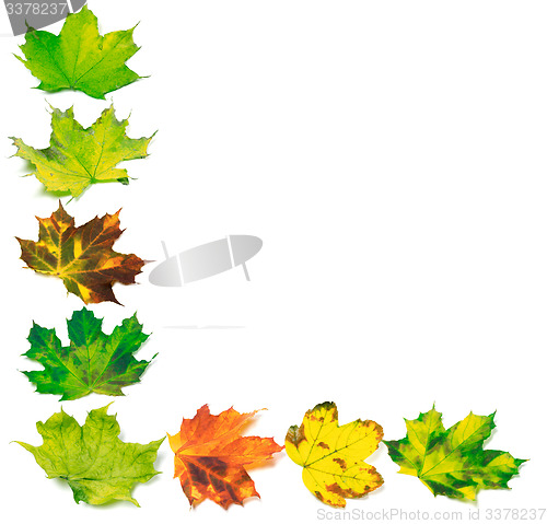 Image of Letter L composed of multicolor maple leafs