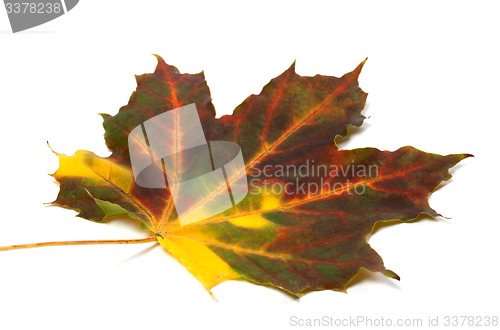 Image of Multicolor autumn maple-leaf