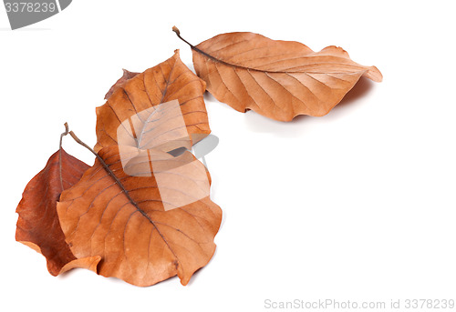 Image of Dry autumn leafs of magnolia