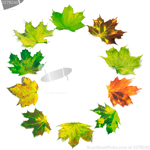 Image of Letter O composed of multicolor maple leafs