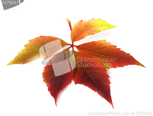 Image of Autumnal virginia creeper leaf