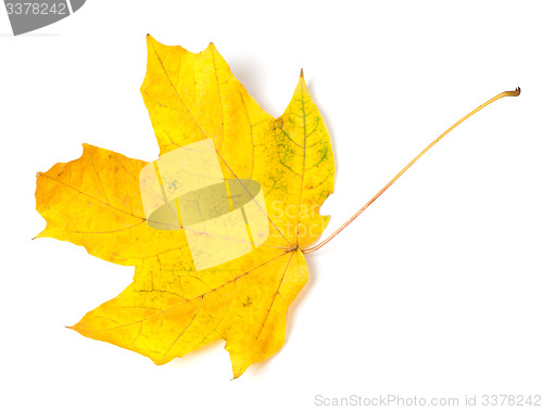 Image of Yellow autumn maple-leaf on white background