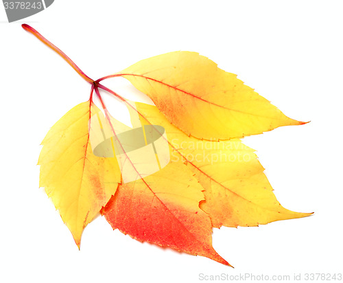 Image of Autumnal grapes leaf, Parthenocissus quinquefolia foliage
