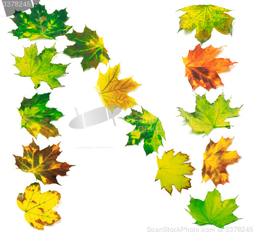 Image of Letter N composed of multicolor maple leafs