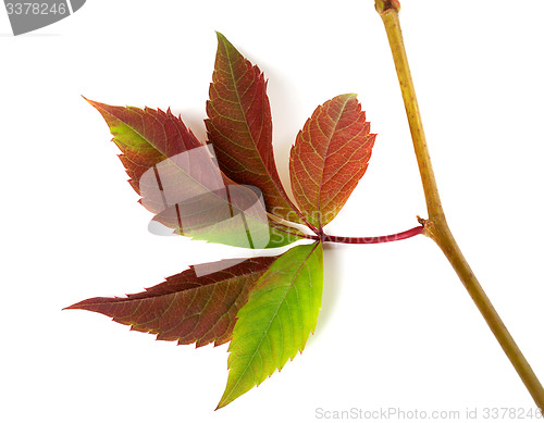 Image of Multicolor autumn twig of grapes leaves 