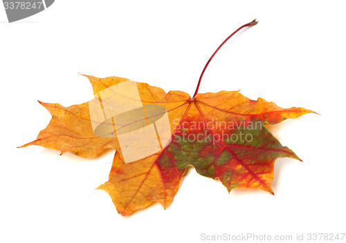 Image of Multicolor autumn maple leaf