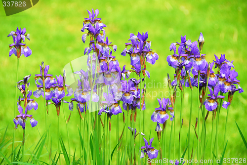 Image of Irises