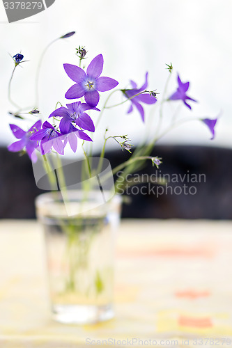 Image of Bouquet of campanulas