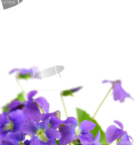 Image of Violets