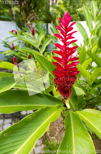 Image of Beautiful tropical red ginger flower