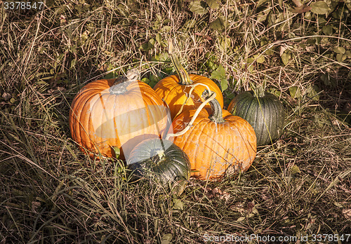 Image of Pumpkins in the field