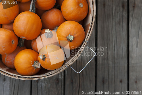 Image of Baby pumpkins in a basket