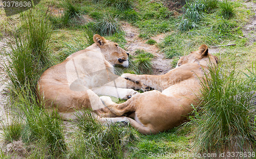 Image of Large lions in green environment