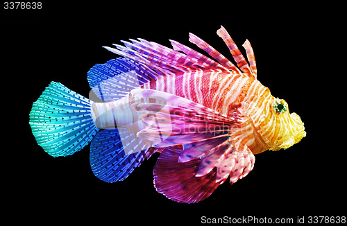 Image of Pterois volitans, Lionfish - Isolated on black