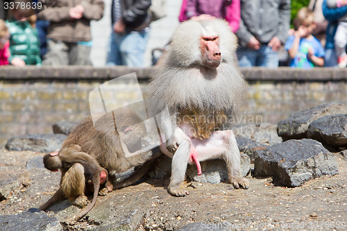 Image of Female baboon with a young baboon