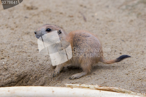 Image of Prairie dog checking out