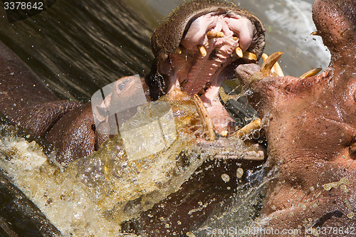 Image of Two fighting hippos (Hippopotamus amphibius)