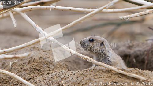 Image of Prairie dog checking out