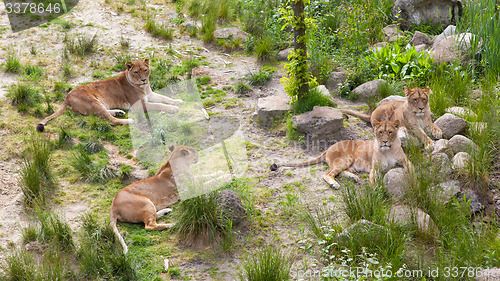 Image of Large lions in green environment