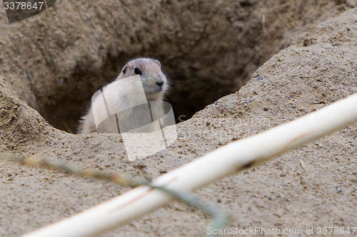 Image of Prairie dog checking out