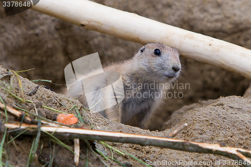 Image of Prairie dog checking out