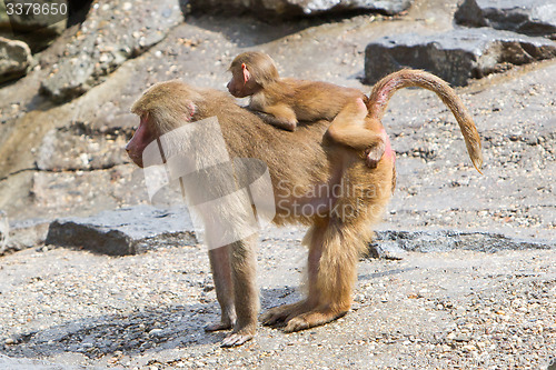 Image of Female baboon with a young baboon